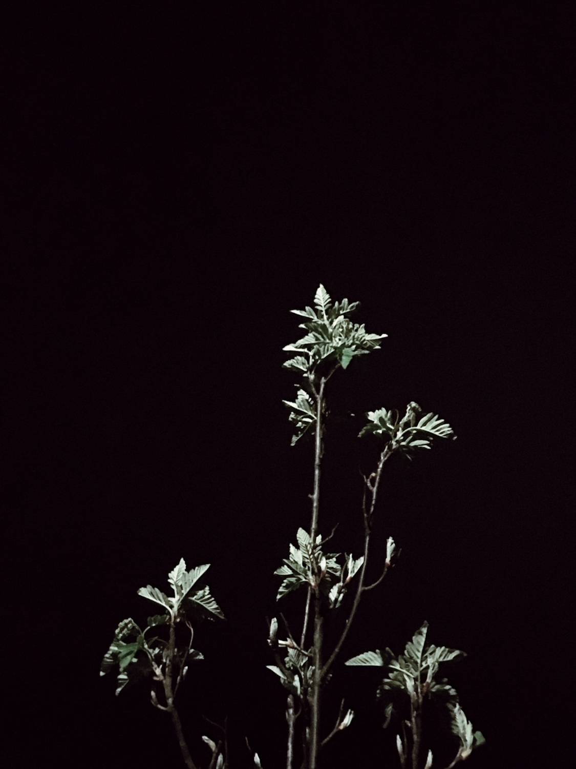 Bright leaves ikebana