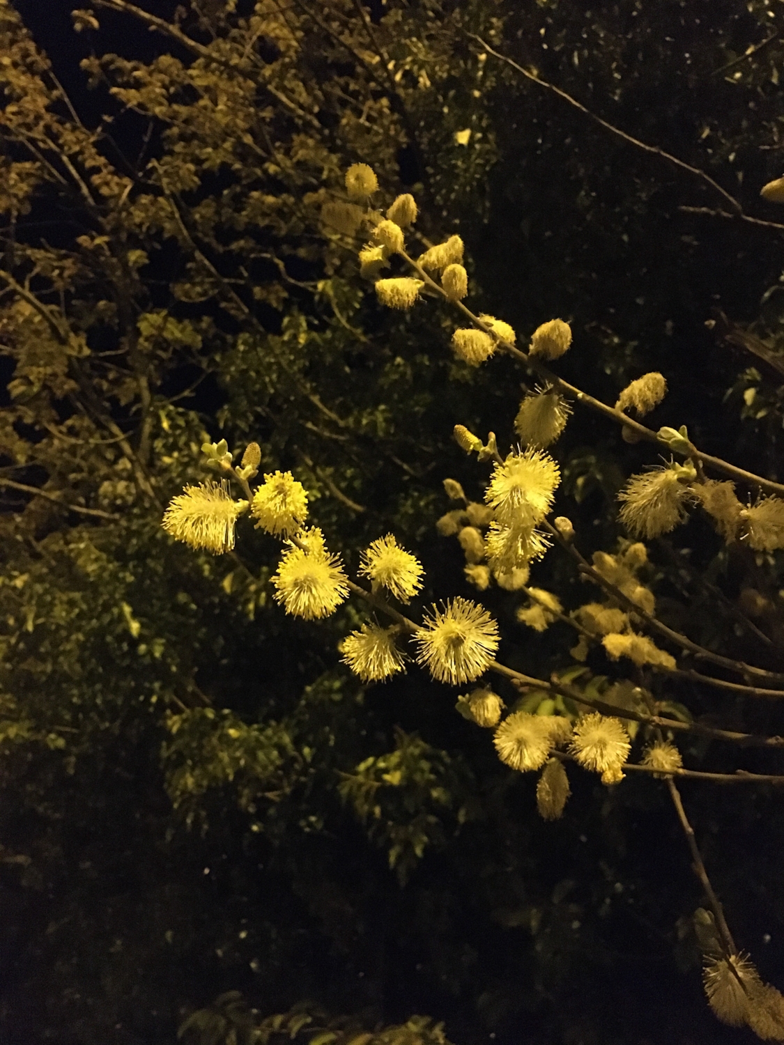 Catkin ikebana