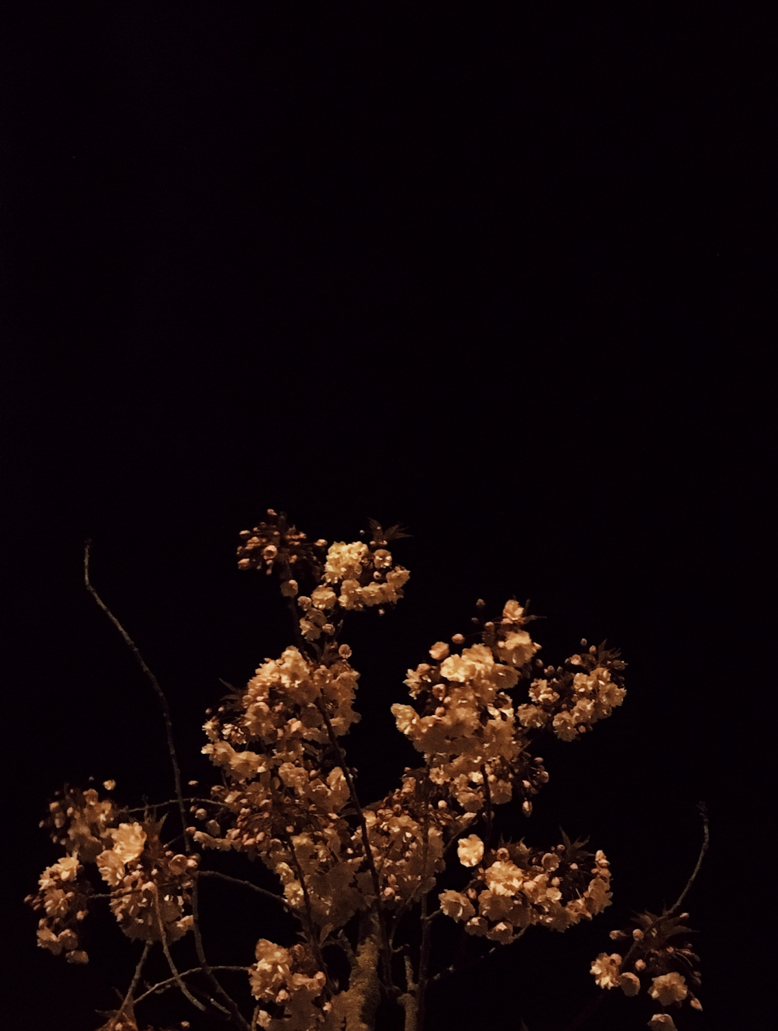 Delicate nighttime blossoms
