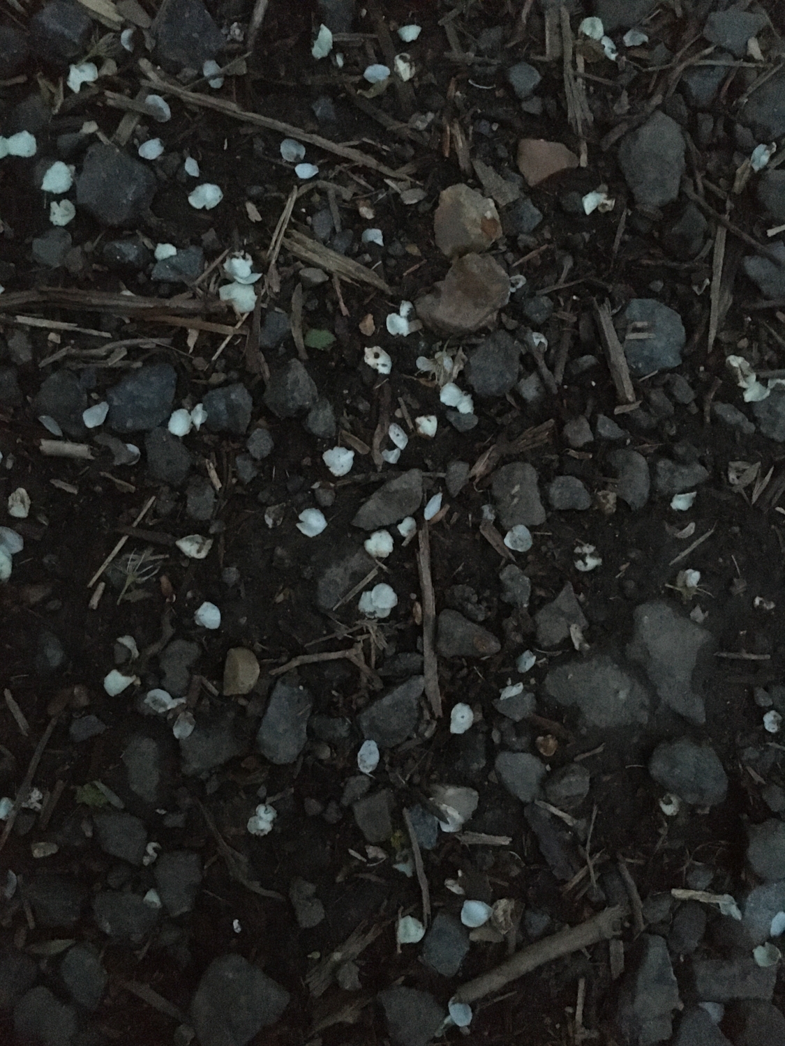 Fallen petals
