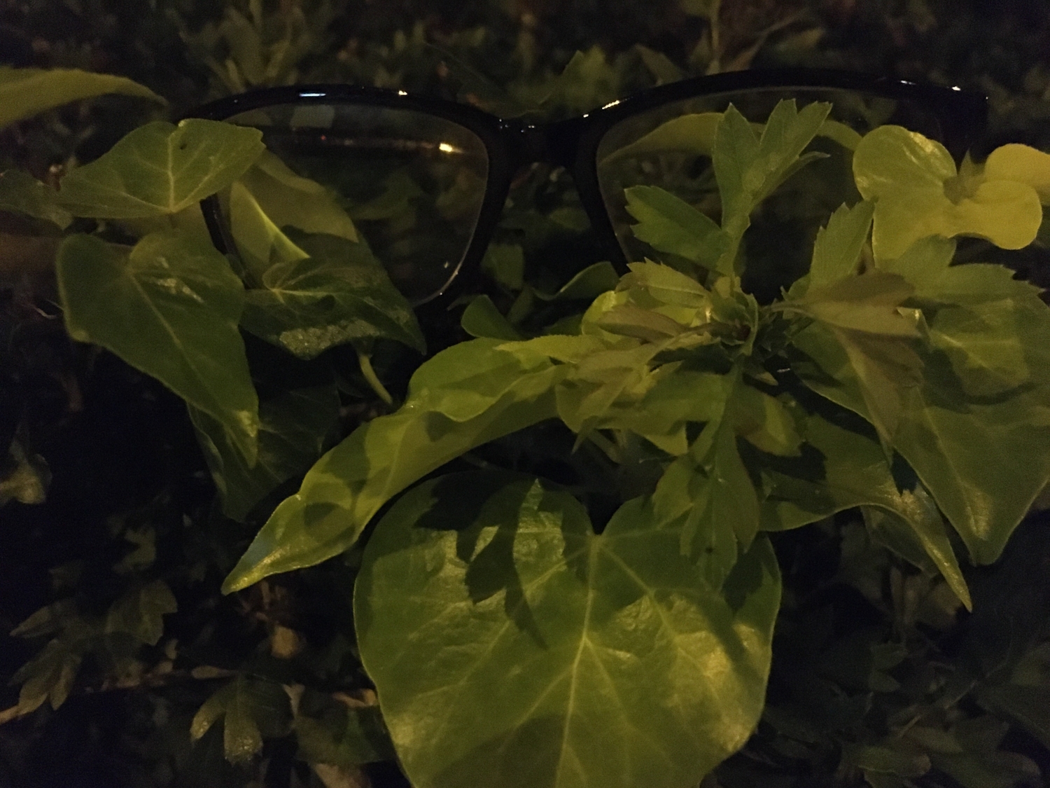 Glasses in a hedge