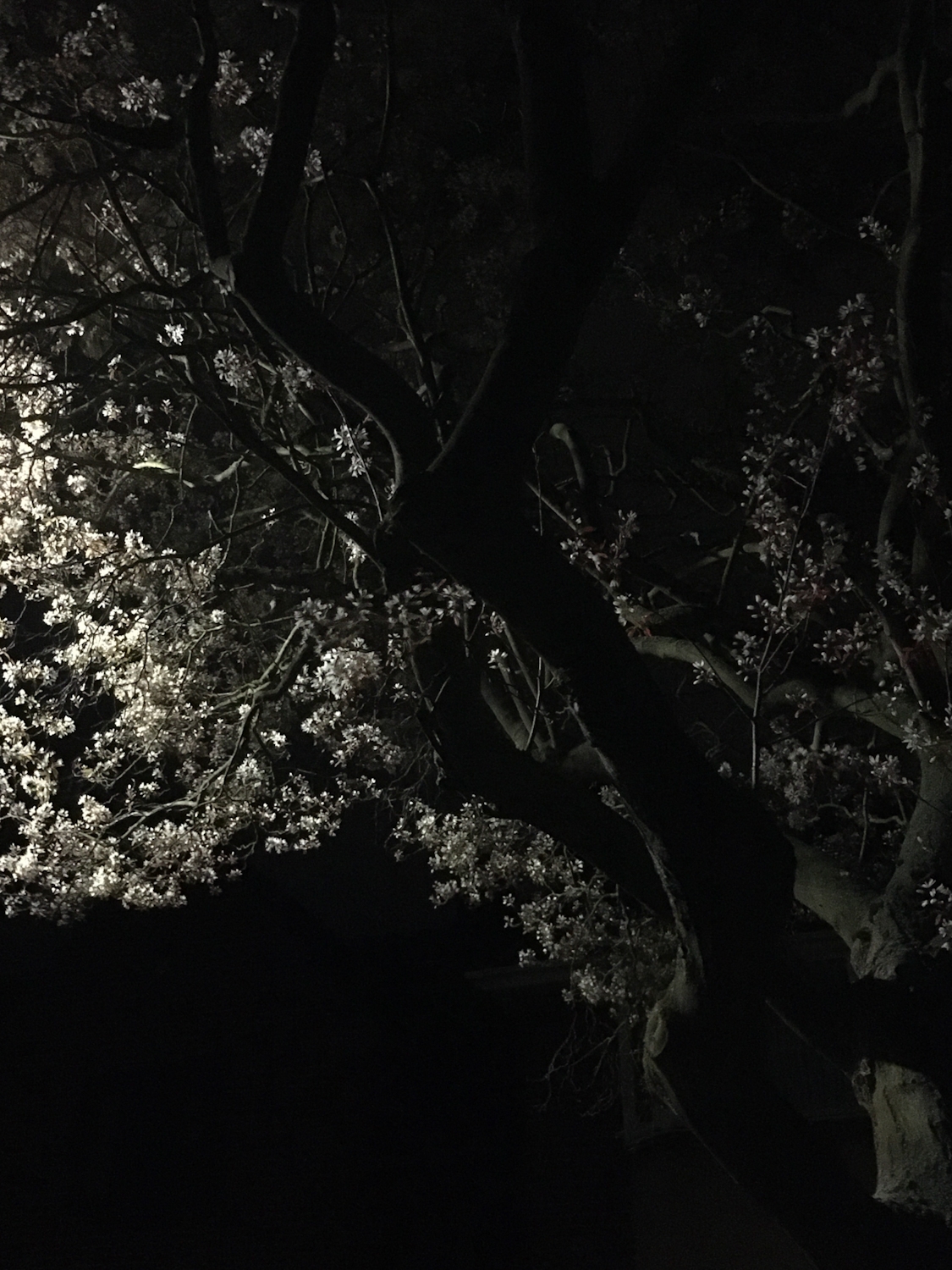 Light through night blossoms