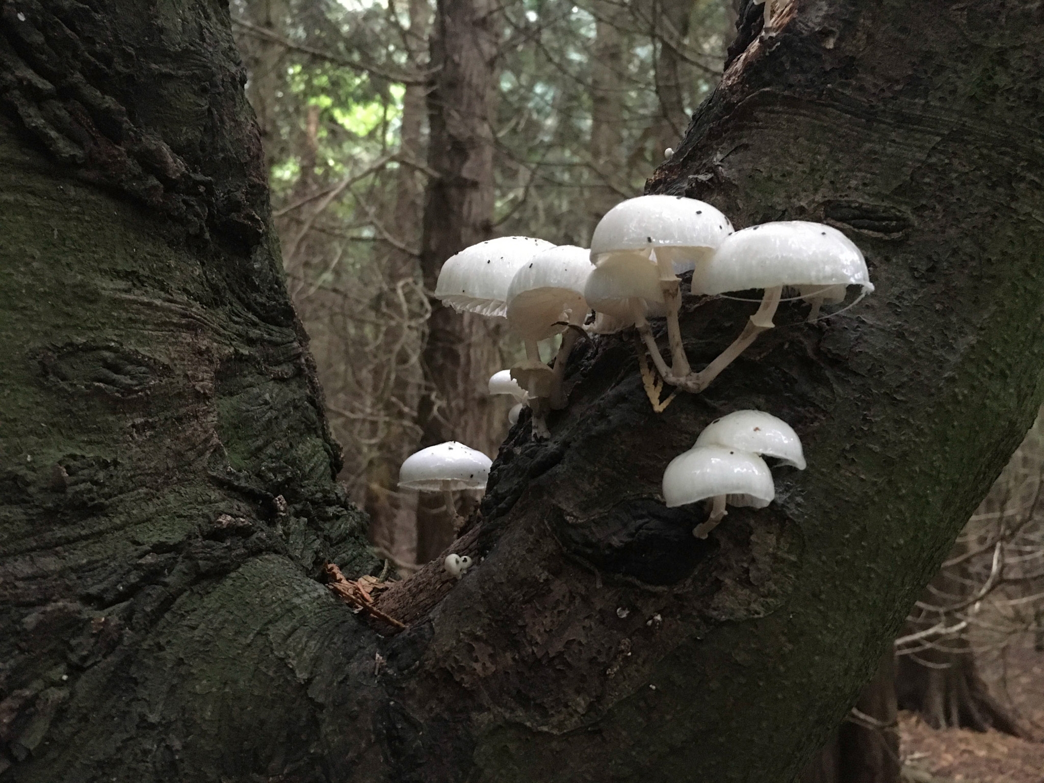 The right time of year for mushrooms