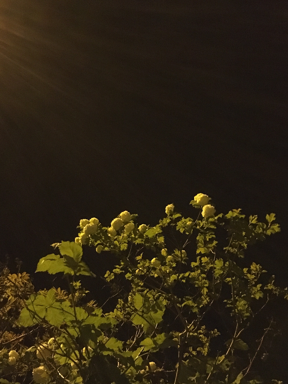 Night blossoms