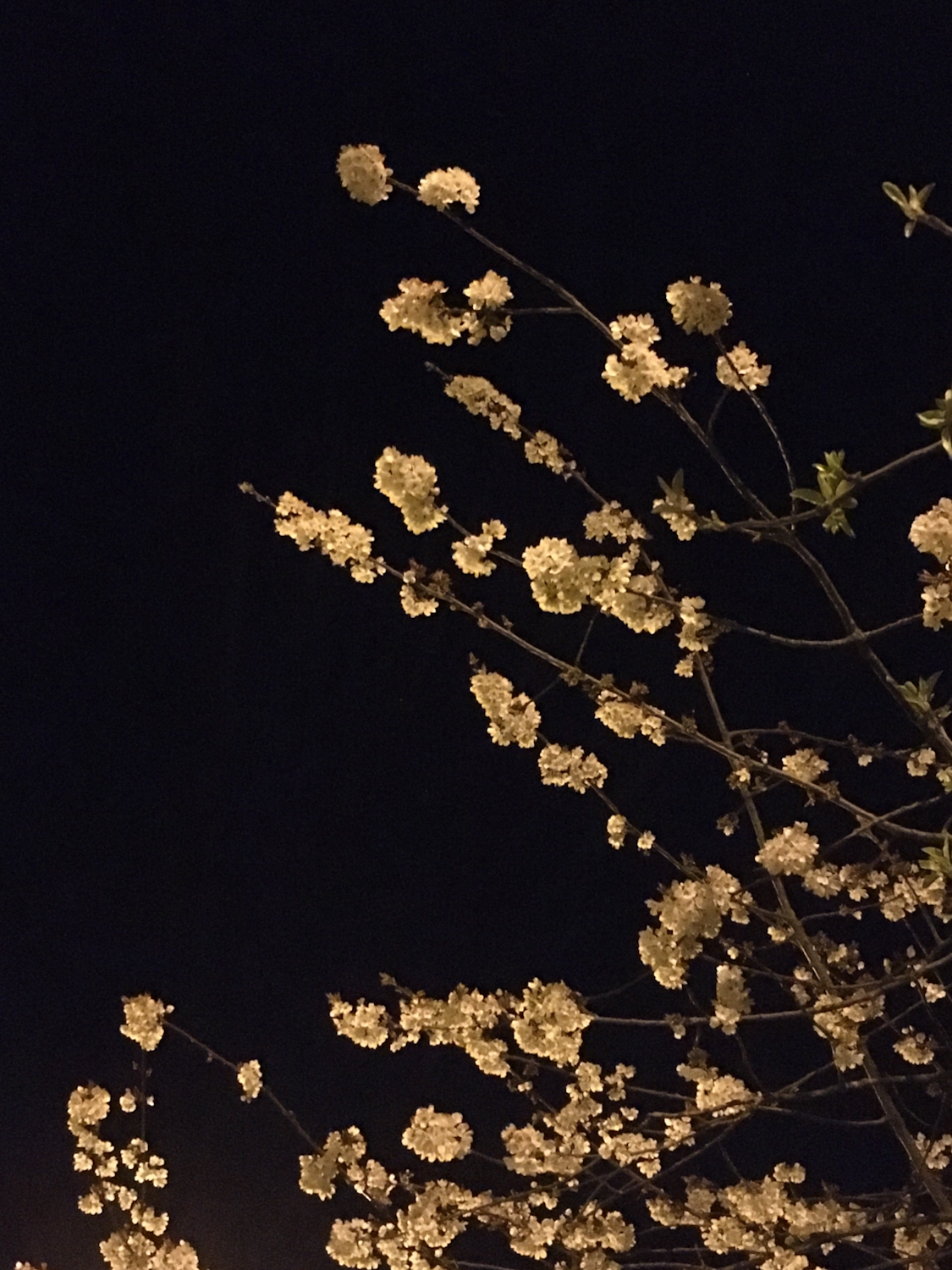 Nighttime blossom ikebana