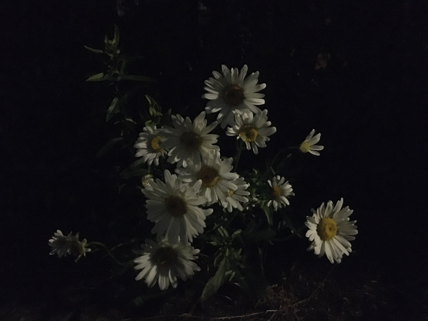 Nighttime daisies