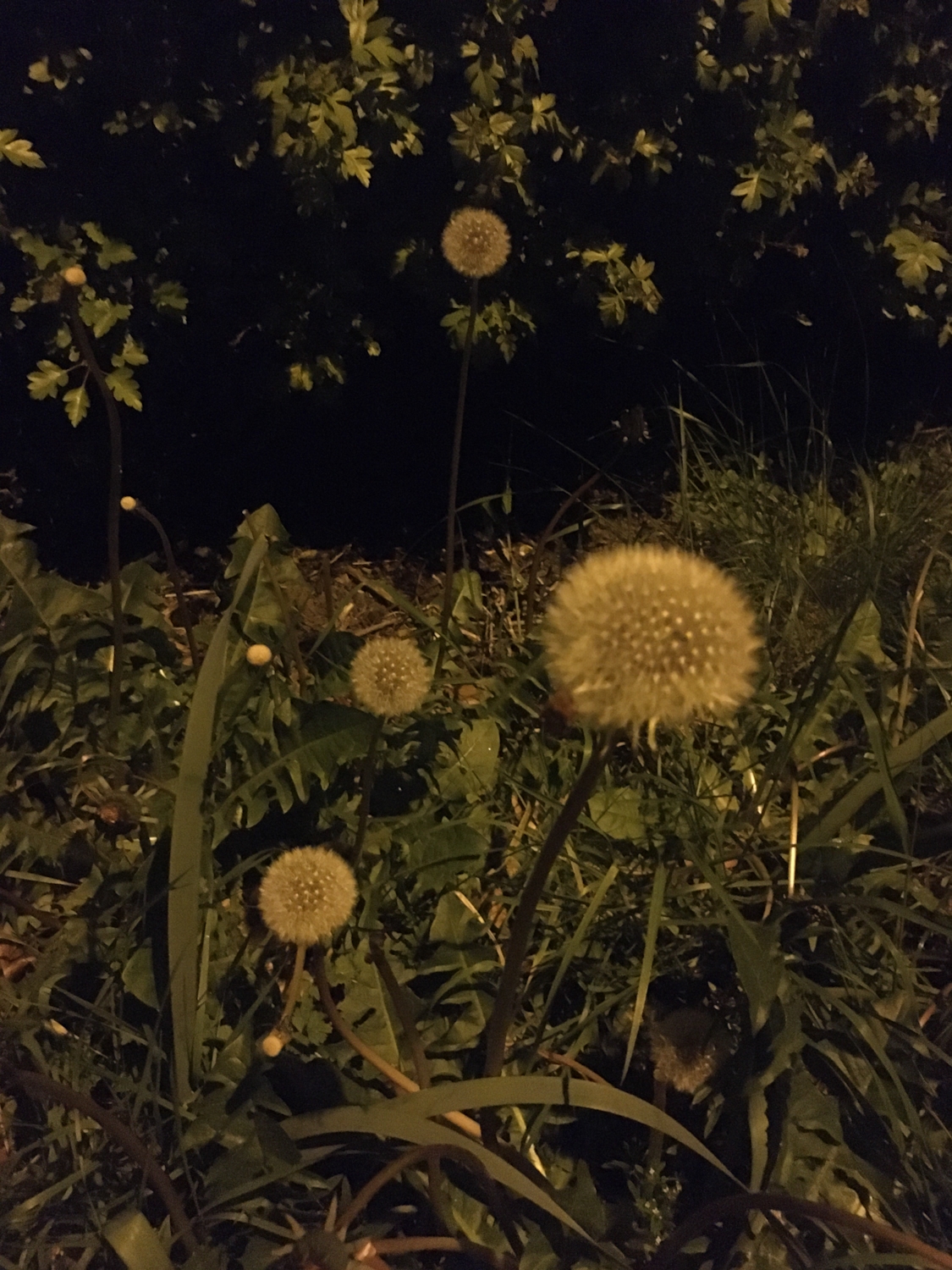 Nighttime dandelions