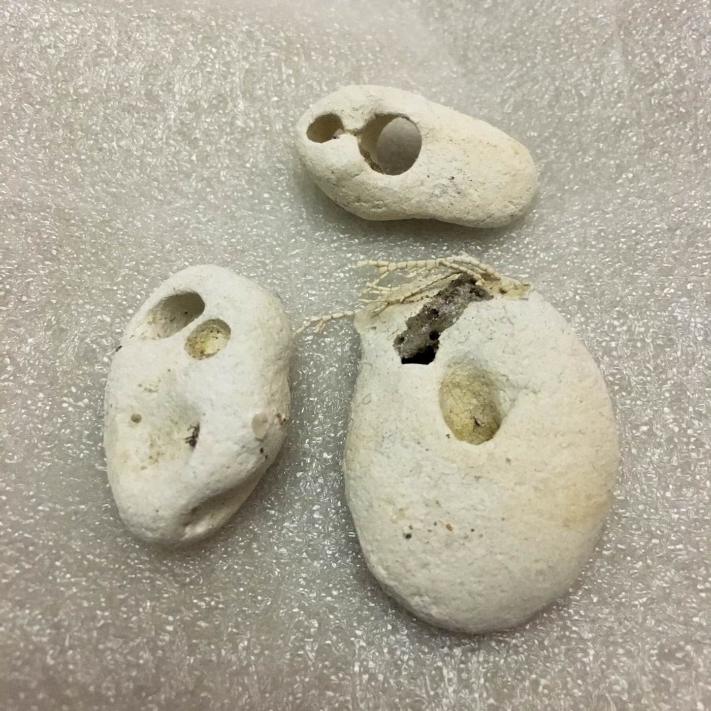 Chalk hagstones from Margate