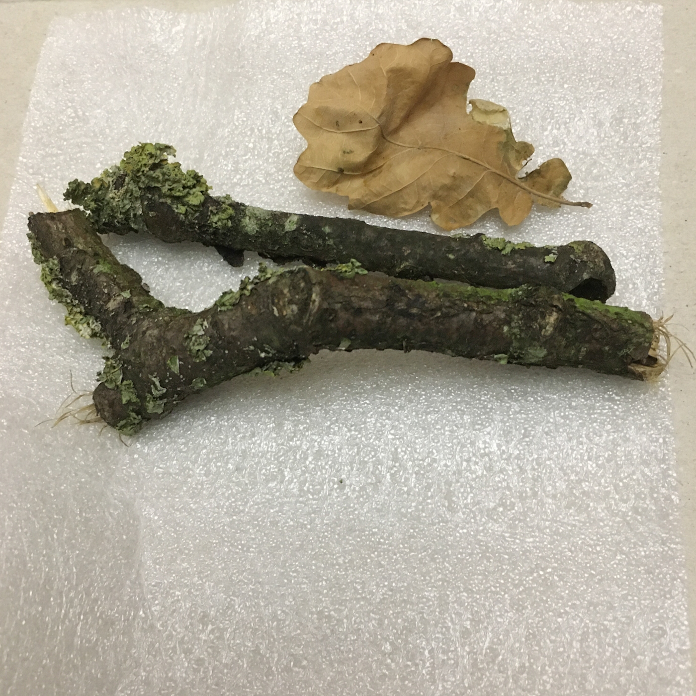 Oak twigs with lichen