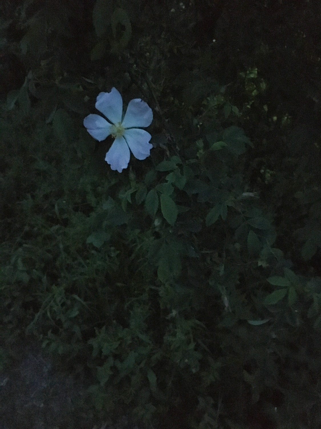 Single rose at night