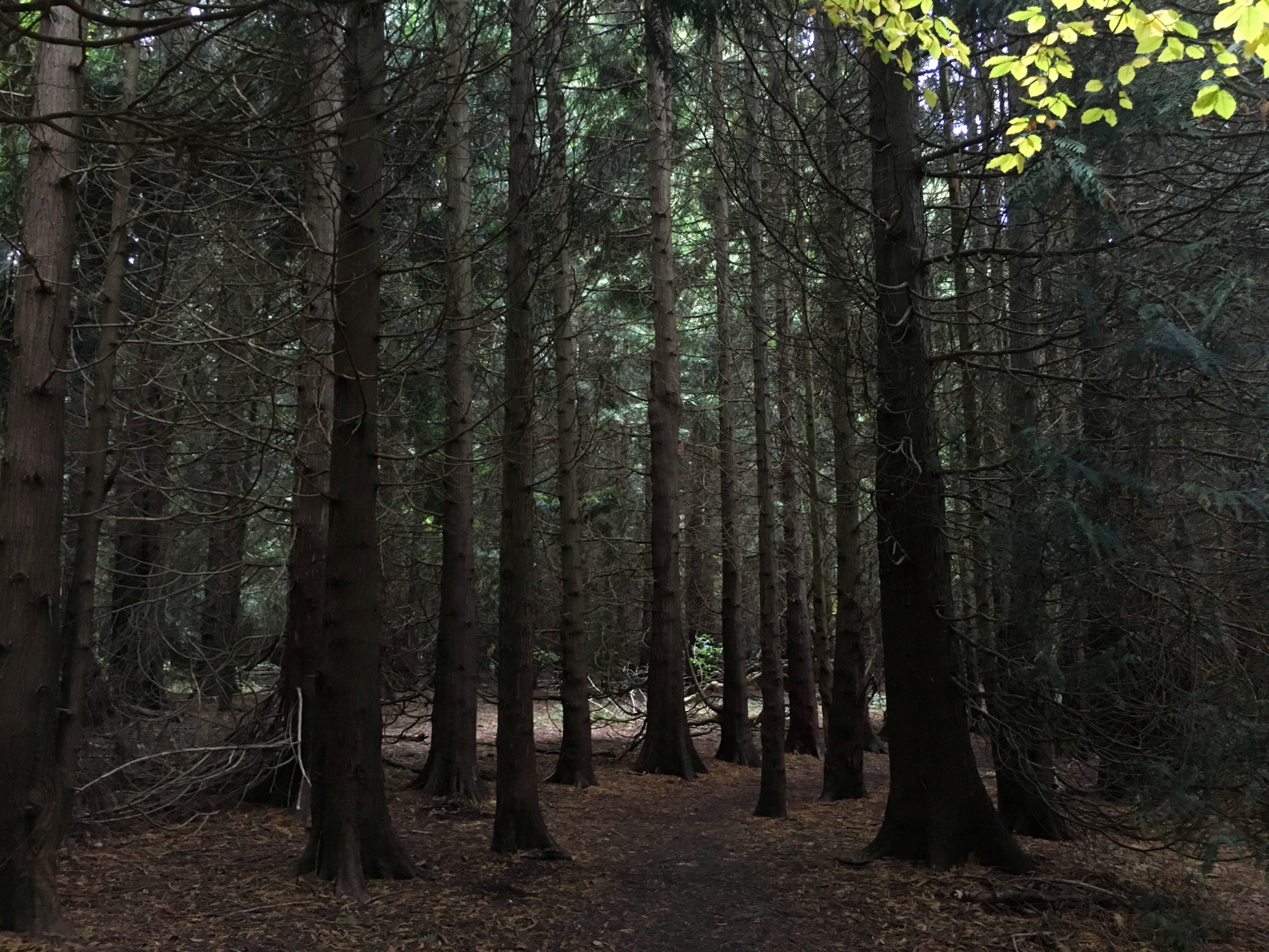 In the woods